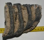 Mammuthus meridionalis részleges fog (1089 gramm)