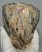 Mammuthus meridionalis részleges fog (1089 gramm)