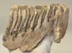 Mammuthus primigenius részleges fog (1262 gramm)