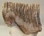 Mammuthus primigenius részleges fog (1262 gramm)