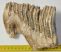 Mammuthus primigenius részleges fog (1262 gramm)