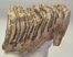 Mammuthus primigenius részleges fog (1262 gramm)