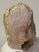 Mammuthus primigenius részleges fog (1262 gramm)