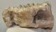 Mammuthus primigenius részleges fog (1262 gramm)