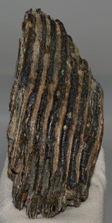 Mammuthus primigenius részleges fog (1291 gramm)
