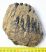 Mammuthus meridionalis részleges felső fog (1138 gramm)