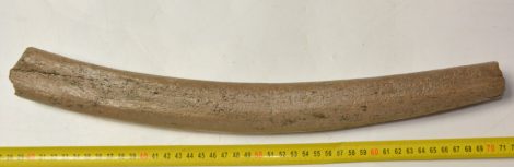 Mammuthus meridionalis részleges borda csont (418 mm)