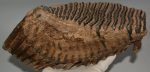 Mammuthus primigenius tooth (4133 grams) Woolly Mammoth