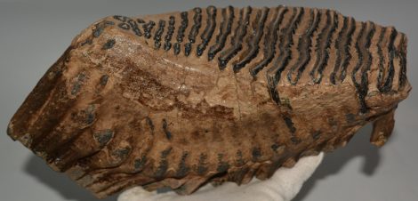 Mammuthus primigenius tooth (4133 grams) Woolly Mammoth