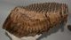 Mammuthus primigenius tooth (4133 grams) Woolly Mammoth