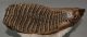 Mammuthus primigenius tooth (4133 grams) Woolly Mammoth