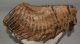 Mammuthus primigenius tooth (4133 grams) Woolly Mammoth