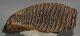 Mammuthus primigenius tooth (4133 grams) Woolly Mammoth