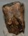 Mammuthus primigenius tooth (4133 grams) Woolly Mammoth