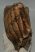 Mammuthus primigenius tooth (4133 grams) Woolly Mammoth