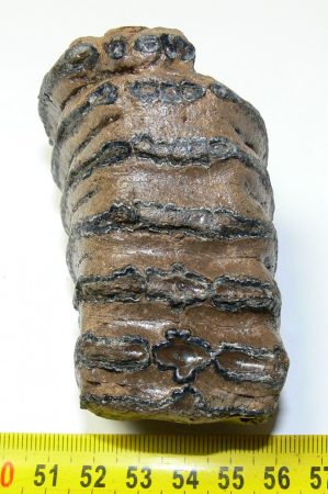 Mammuthus sp. részleges fog (275 gramm)