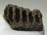 Mammuthus sp. partial tooth (275 grams)