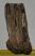 Mammuthus meridionalis részleges fog (1050 gramm) ELFOGYOTT (M) 06