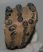 Mammuthus meridionalis részleges fog (1050 gramm) ELFOGYOTT (M) 06