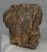 Mammuthus meridionalis részleges fog (1050 gramm) ELFOGYOTT (M) 06