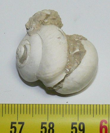 Cepaea sp. Planorbarius sp. gastropods from Várpalota SOLD (PA) 12