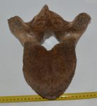   Mammuthus primigenius részleges csigolya csont (219 mm x 226 mm)