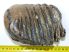 Mammuthus meridionalis részleges fog (1271 gramm)