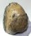 Mammuthus meridionalis részleges fog (1271 gramm)