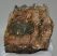 Mammuthus meridionalis részleges fog (1077 gramm)