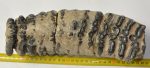 Mammuthus meridionalis fog (3953 gramm)
