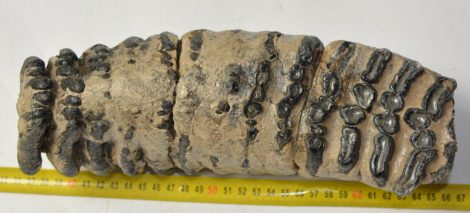 Mammuthus meridionalis fog (3953 gramm) Mammuthus meridionalis fog (3953 gramm)