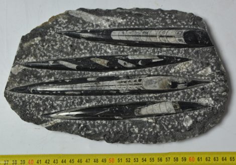Orthoceras kövületeket tartalmazó kő dísztárgynak megcsiszolva (279 mm x 178 mm x 37 mm)