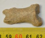 Ursus spelaeus toe bone (37,1 mm)