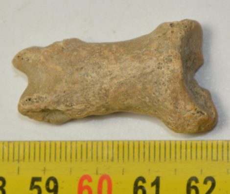 Ursus spelaeus toe bone (37,1 mm)