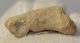Ursus spelaeus toe bone (37,1 mm)