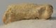 Ursus spelaeus toe bone (37,1 mm)