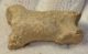 Ursus spelaeus toe bone (37,1 mm)