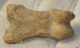 Ursus spelaeus toe bone (37,1 mm)