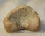 Ursus spelaeus toe bone (37,1 mm)