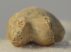 Ursus spelaeus toe bone (37,1 mm)