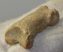 Ursus spelaeus toe bone (37,1 mm)