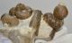 Turrilitoides hugardianus, Stoliczkaia dispar, Lechites gaudini, Salaziceras ammonitesz a Bakonyból