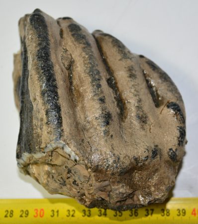 Mammuthus meridionalis partial tooth (1177 grams)