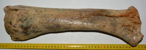 Bison priscus radius bone SOLD (NR) 01