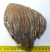 Mammuthus primigenius partial tooth (736 grams)