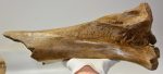   Mammuthus primigenius partial ulna bone (452 mm) SOLD (GG) 03