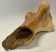 Mammuthus primigenius partial ulna bone (452 mm) SOLD (GG) 03