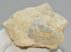 Acutostrea uncinella kagyló kövület Belgiumból