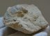 Acutostrea uncinella kagyló kövület Belgiumból