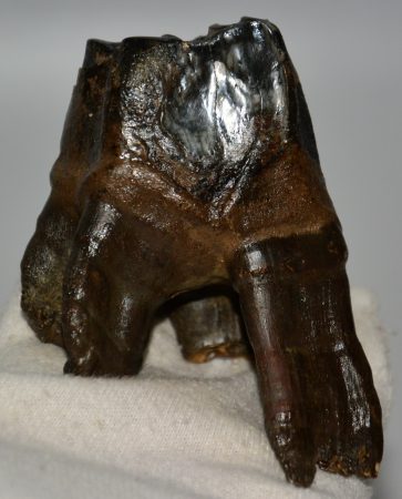 Woolly Rhino upper tooth (251 grams) Coelodonta antiquitatis